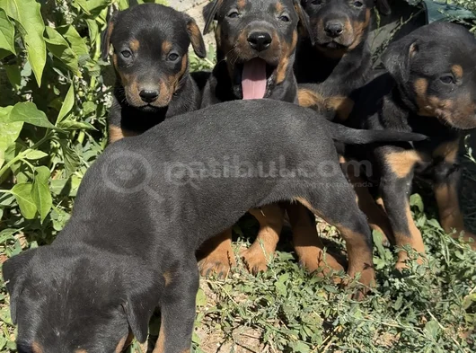 Safkan Dober Bebekler görsel