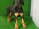 İsteğe Özel Aşılı Aşısız Estetikli Estetiksiz Doberman