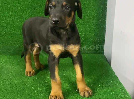 İsteğe Özel Aşılı Aşısız Estetikli Estetiksiz Doberman görsel