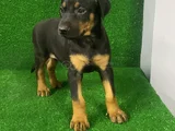 İsteğe Özel Aşılı Aşısız Estetikli Estetiksiz Doberman