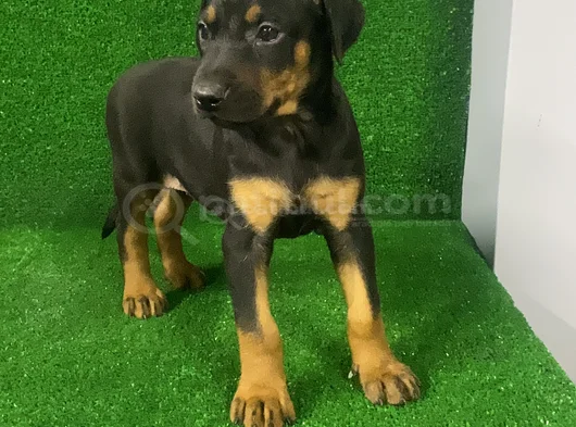İsteğe Özel Aşılı Aşısız Estetikli Estetiksiz Doberman görsel