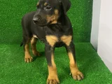 İsteğe Özel Aşılı Aşısız Estetikli Estetiksiz Doberman