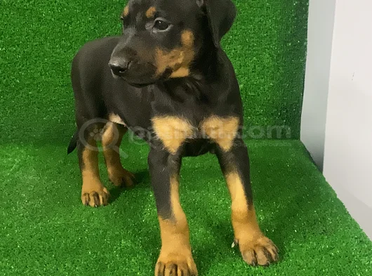İsteğe Özel Aşılı Aşısız Estetikli Estetiksiz Doberman görsel