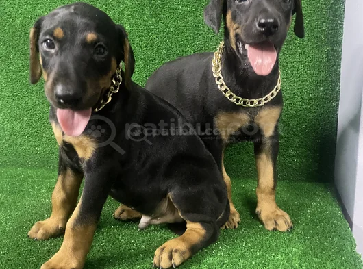 İsteğe Özel Aşılı Aşısız Estetikli Estetiksiz Doberman görsel