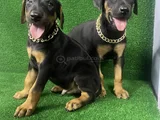 İsteğe özel aşılı aşısız estetikli estetiksiz doberman