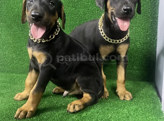 İsteğe Özel Aşılı Aşısız Estetikli Estetiksiz Doberman