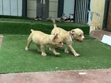 American Bully Pocket Dişi Yavru