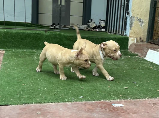 American Bully Pocket Dişi Yavru görsel