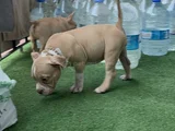 American Bully Pocket Dişi Yavru