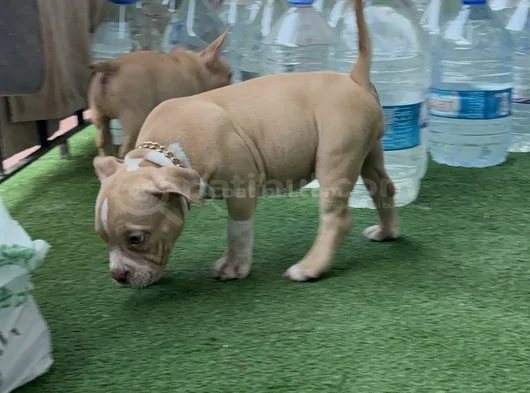 American Bully Pocket Dişi Yavru görsel