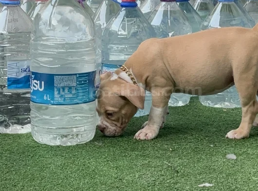 American Bully Pocket Dişi Yavru