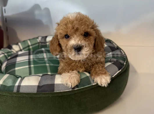Poodle Formunda F2 Malti̇poo Yavrulari görsel