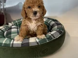 Poodle Formunda F2 Malti̇poo Yavrulari