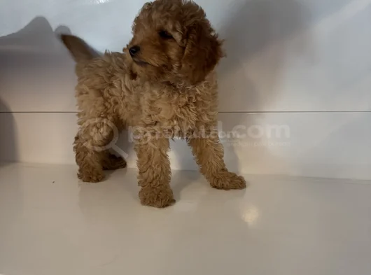 Standart Poodle Bebekleri̇mi̇z görsel