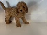 Standart Poodle Bebekleri̇mi̇z