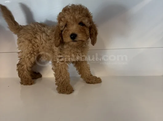 Standart Poodle Bebekleri̇mi̇z görsel