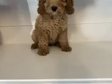 Standart Poodle Bebekleri̇mi̇z