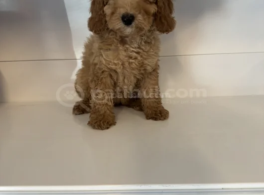 Standart Poodle Bebekleri̇mi̇z görsel