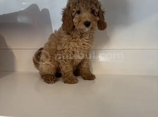 Standart Poodle Bebekleri̇mi̇z görsel
