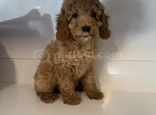 Standart Poodle Bebekleri̇mi̇z