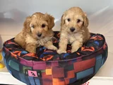 BEBEK SURAT MALTİPOO YAVRULARIMIZ
