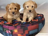 Bebek Surat Malti̇poo Yavrularimiz