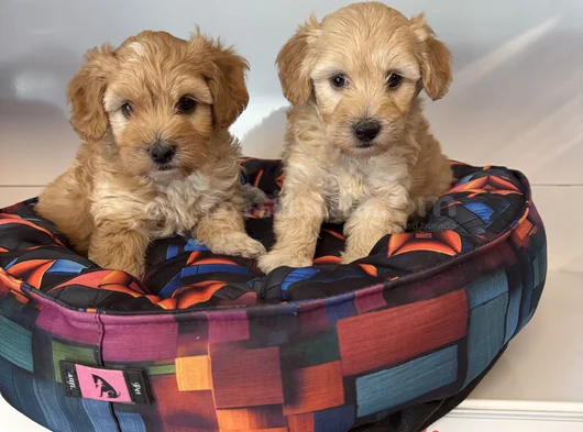 Bebek Surat Malti̇poo Yavrularimiz görsel