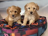 Bebek Surat Malti̇poo Yavrularimiz