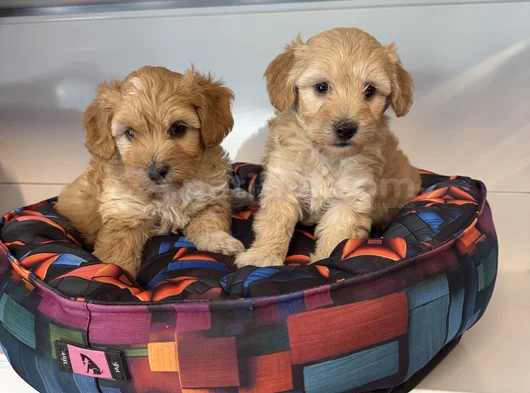 Bebek Surat Malti̇poo Yavrularimiz görsel