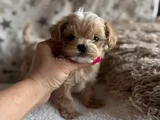 Maltipoo Teacup En Kucuk Boy Yavrularimiz