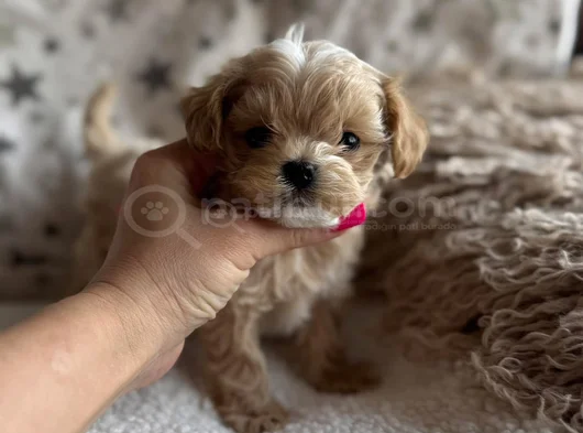 Maltipoo Teacup En Kucuk Boy Yavrularimiz görsel