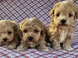 Maltipoo Teacup En Kucuk Boy Yavrularimiz