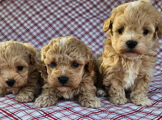 Maltipoo Teacup En Kucuk Boy Yavrularimiz görsel