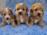 Maltipoo teacup en kucuk boy yavrularimiz