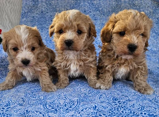 Maltipoo teacup en kucuk boy yavrularimiz