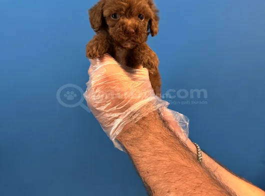 TEA CUP RED BROWNE TOY POODLE YAVRULARI