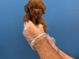 Tea Cup Red Browne Toy Poodle Yavrulari