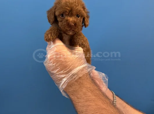 Tea Cup Red Browne Toy Poodle Yavrulari görsel