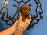 Tea Cup Red Browne Toy Poodle Yavrulari
