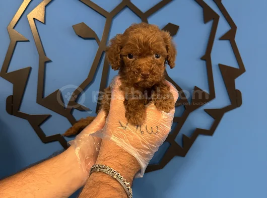Tea Cup Red Browne Toy Poodle Yavrulari görsel