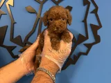 Tea Cup Red Browne Toy Poodle Yavrulari