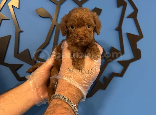 Tea Cup Red Browne Toy Poodle Yavrulari görsel