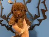 Kore Red Browne Poodle Yavrularimiz