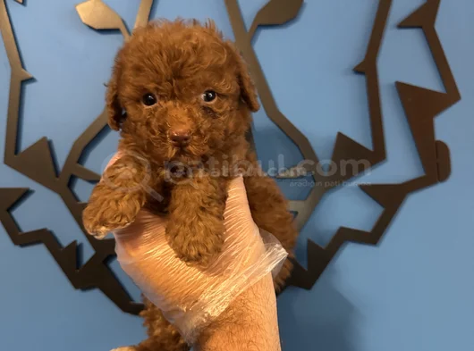 Kore Red Browne Poodle Yavrularimiz görsel