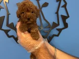 Kore Red Browne Poodle Yavrularimiz
