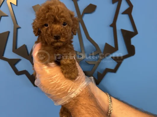 Kore Red Browne Poodle Yavrularimiz görsel