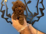 KORE RED BROWNE POODLE YAVRULARIMIZ