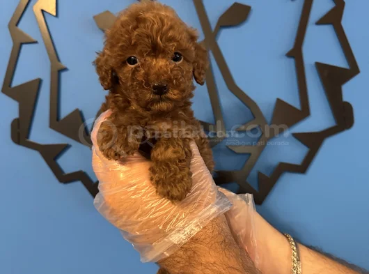 KORE RED BROWNE POODLE YAVRULARIMIZ