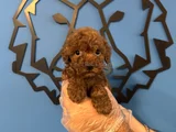 Kore Red Browne Poodle Yavrularimiz