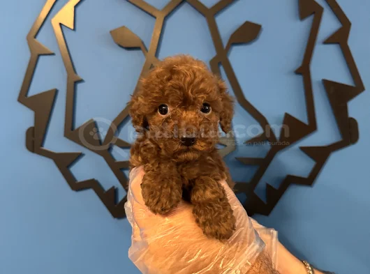 Kore Red Browne Poodle Yavrularimiz görsel